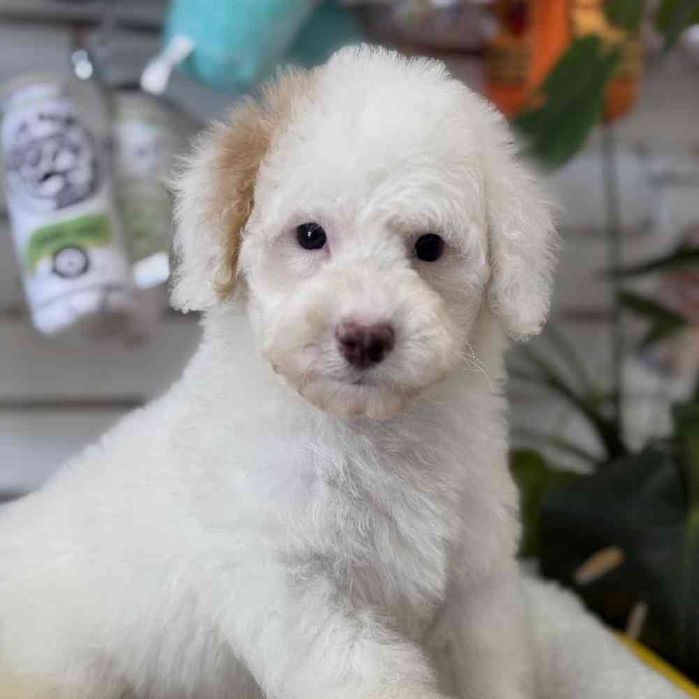 Female Mini Sheepadoodle Puppy for Sale in Duluth, GA