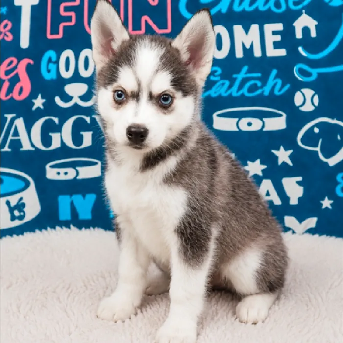 Female Alaskan Klee Kai Puppy for Sale in Duluth, GA image