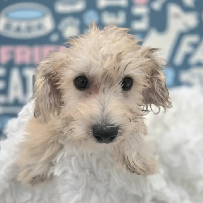 Male Yochon Puppy for Sale in Duluth, GA