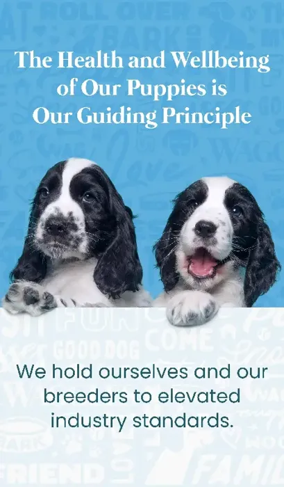The Health and Wellbeing of Our Puppies is Our Guiding Principle at Waggles