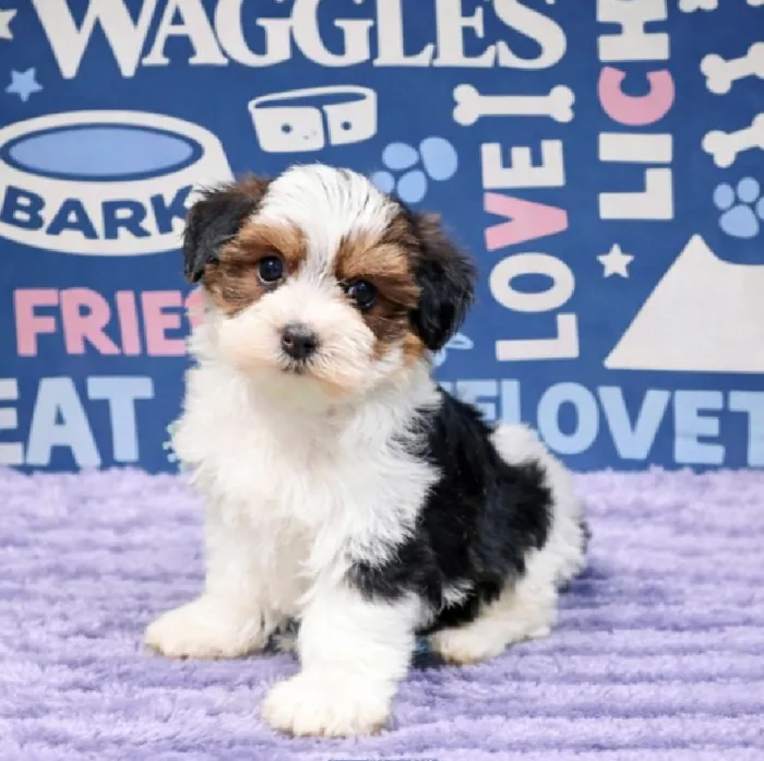 Female Yorkie-Poo Puppy for Sale in Duluth, GA