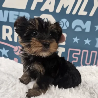 Female Yorkie Puppy for Sale in Duluth, GA