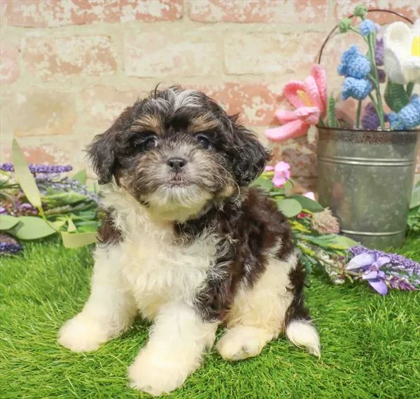 Female Teddy Bear puppy for sale at Waggles Puppy Boutique - Duluth.
