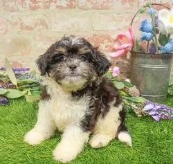 Female Teddy Bear puppy named Daisy for sale at Waggles Puppy Boutique - Duluth.