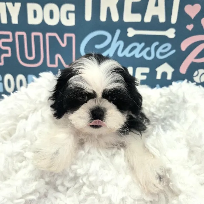 Female Shih Tzu Puppy for Sale in Duluth, GA