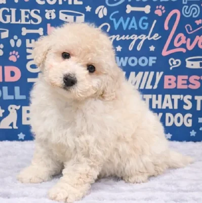 Male Bichapoo Puppy for Sale in Duluth, GA
