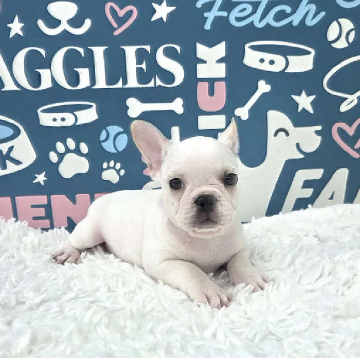 Male French Bulldog Puppy for Sale in Duluth, GA