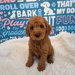 Male Poodle puppy named Cooper for sale at Waggles Puppy Boutique - Duluth.
