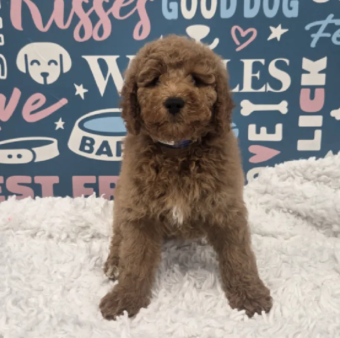 Male Mini Goldendoodle Puppy for Sale in Duluth, GA