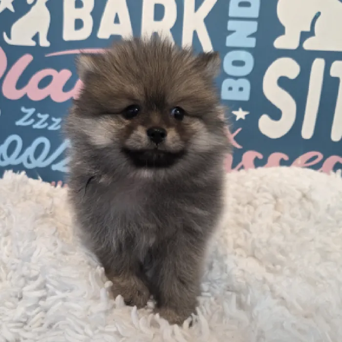 Female Pomeranian Puppy for Sale in Duluth, GA