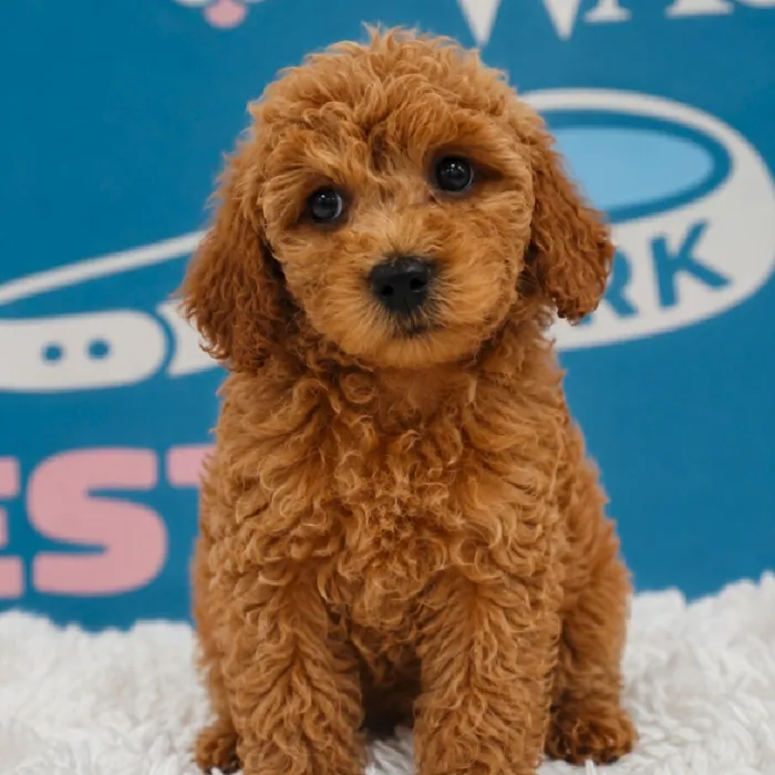 Female Poodle puppy named Penny for sale at Waggles Puppy Boutique - Duluth.