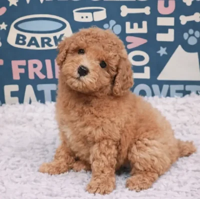 Male Mini Poodle Puppy for Sale in Duluth, GA