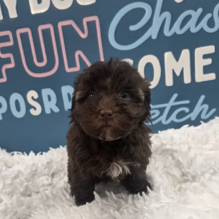 Female Poodle Puppy for Sale in Duluth, GA