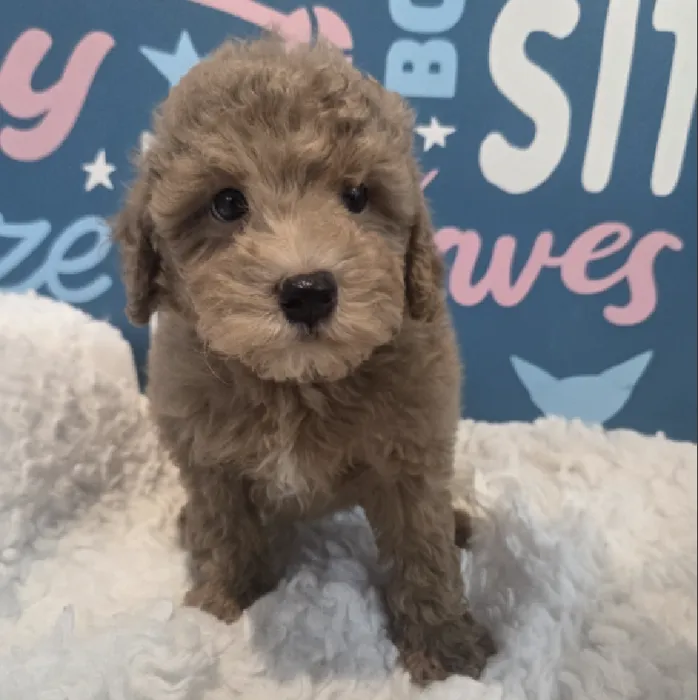 Male Poodle Puppy for Sale in Duluth, GA