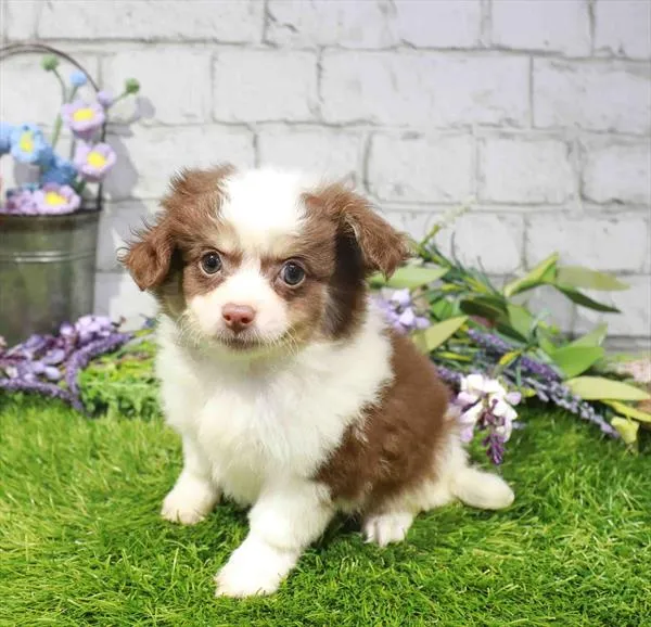 Male Chihuahua puppy named Teddy for sale at Waggles Puppy Boutique - Duluth.