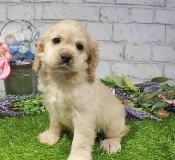Female Cocker Spaniel puppy named Sunny for sale at Waggles Puppy Boutique - Duluth.