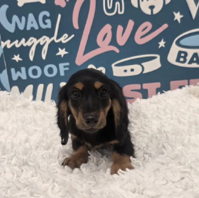 Male Dachshund Puppy for Sale in Duluth, GA