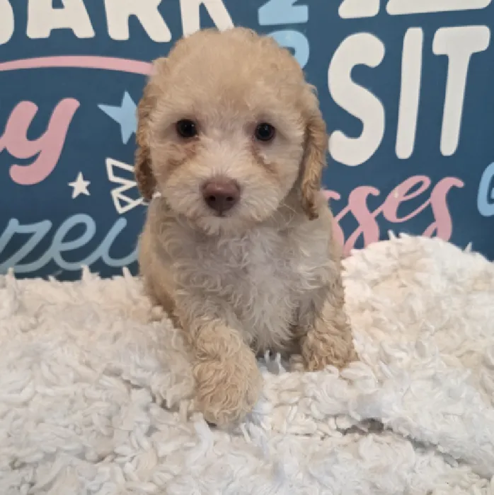 Male Poodle Puppy for Sale in Duluth, GA