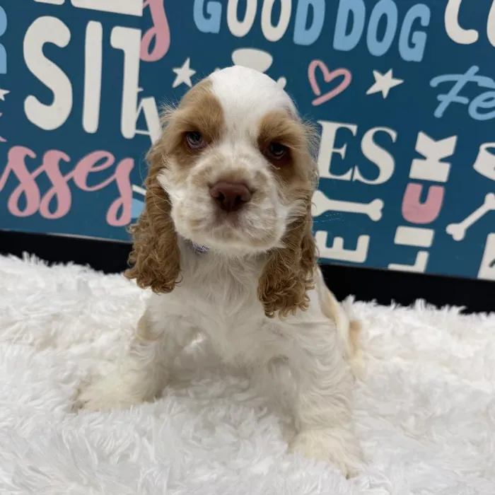 Male Cocker Spaniel Puppy for Sale in Duluth, GA