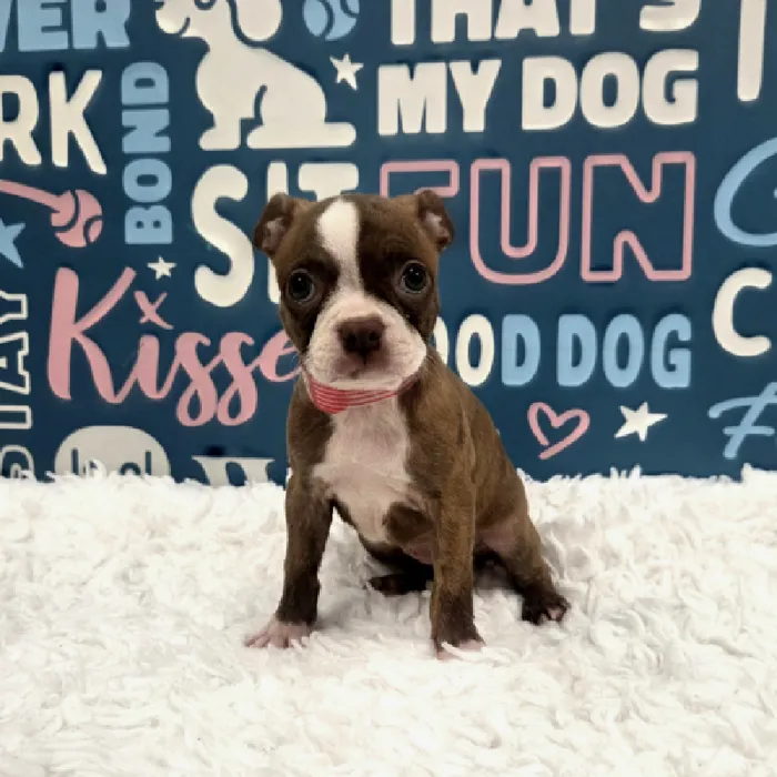 Female Boston Terrier Puppy for Sale in Duluth, GA