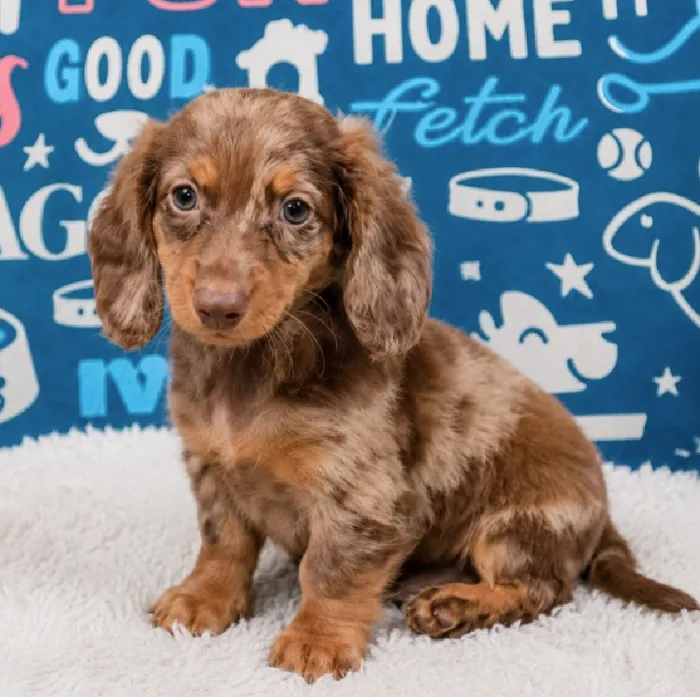 Male Dachshund puppy named Pepper for sale at Waggles Puppy Boutique - Duluth.
