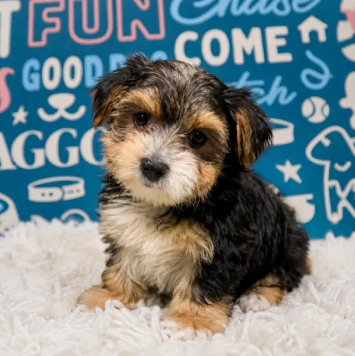 Female Morkie puppy named Juno for sale at Waggles Puppy Boutique - Duluth.
