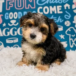 Female Morkie puppy named Juno for sale at Waggles Puppy Boutique - Duluth.