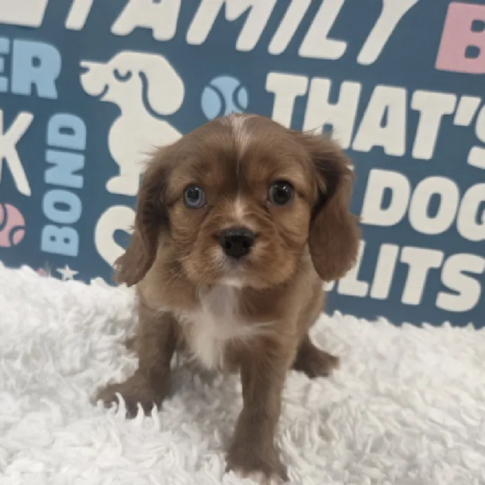 Male Cavalier King Charles Spaniel Puppy for Sale in Duluth, GA