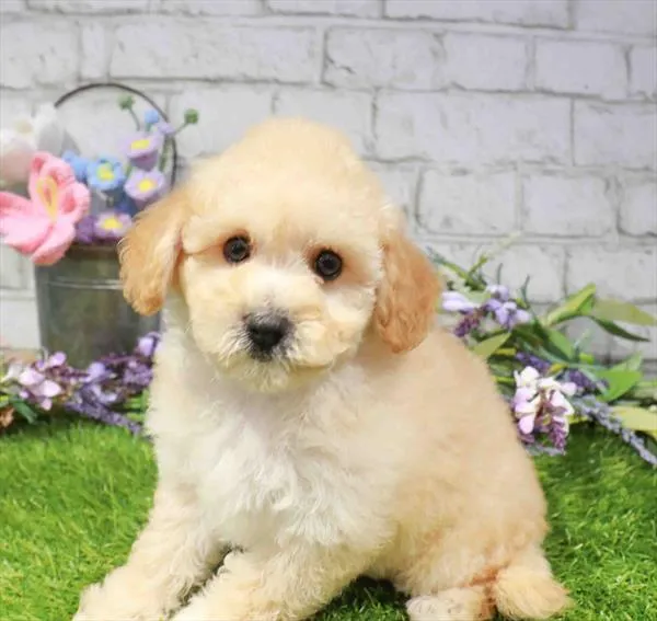 Female Hybrid puppy for sale at Waggles Puppy Boutique - Duluth.