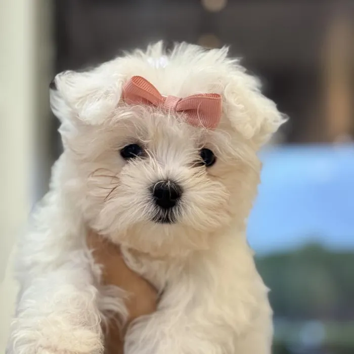Female Maltese Puppy for Sale in Duluth, GA