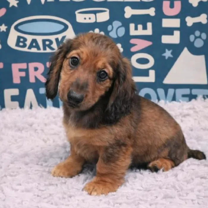 Male Dachshund Puppy for Sale in Duluth, GA