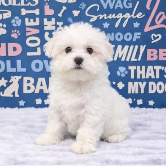 Female Maltese Puppy for Sale in Duluth, GA