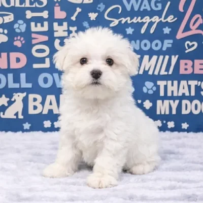 Female Maltese Puppy for Sale in Duluth, GA