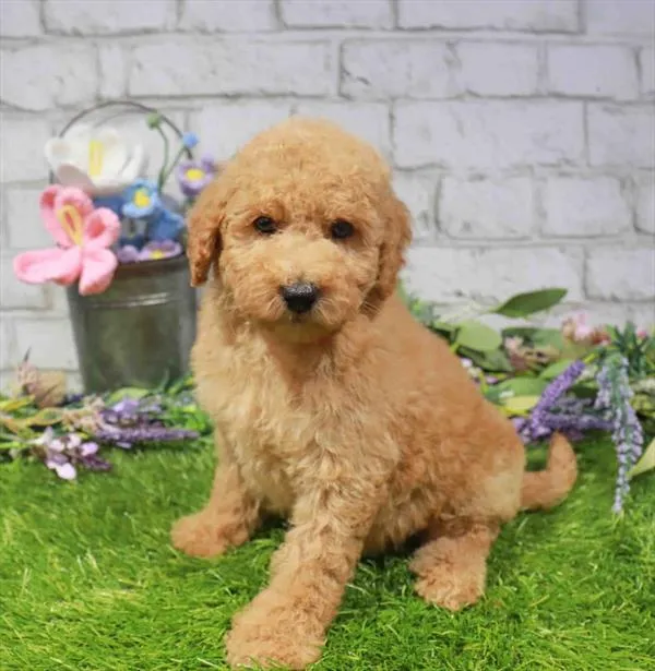Female Hybrid puppy for sale at Waggles Puppy Boutique - Duluth.