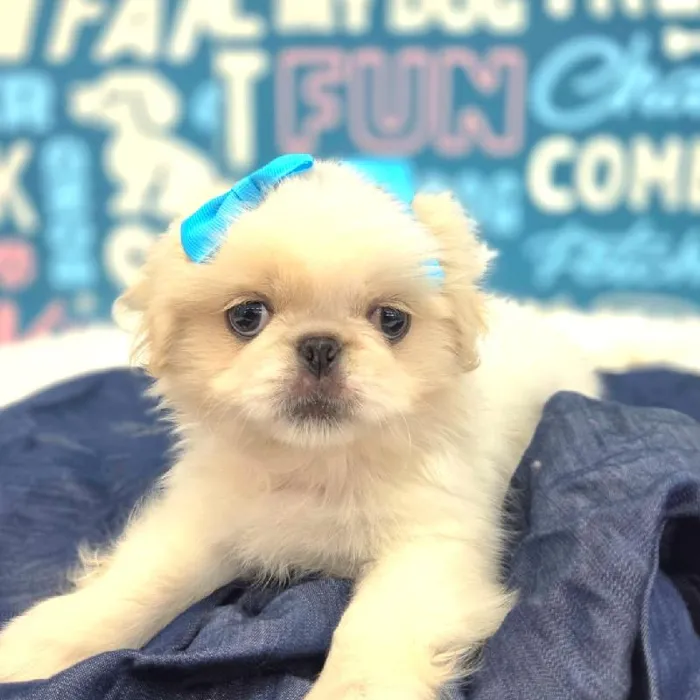 Female Pekingese Puppy for Sale in Duluth, GA