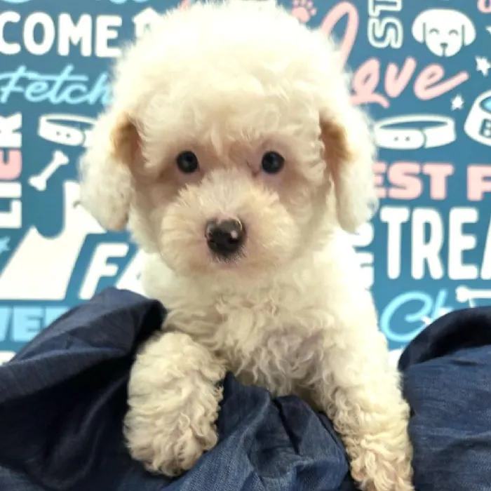 Male Maltipoo Puppy for Sale in Duluth, GA