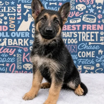 Female German Shepherd Puppy for Sale in Duluth, GA