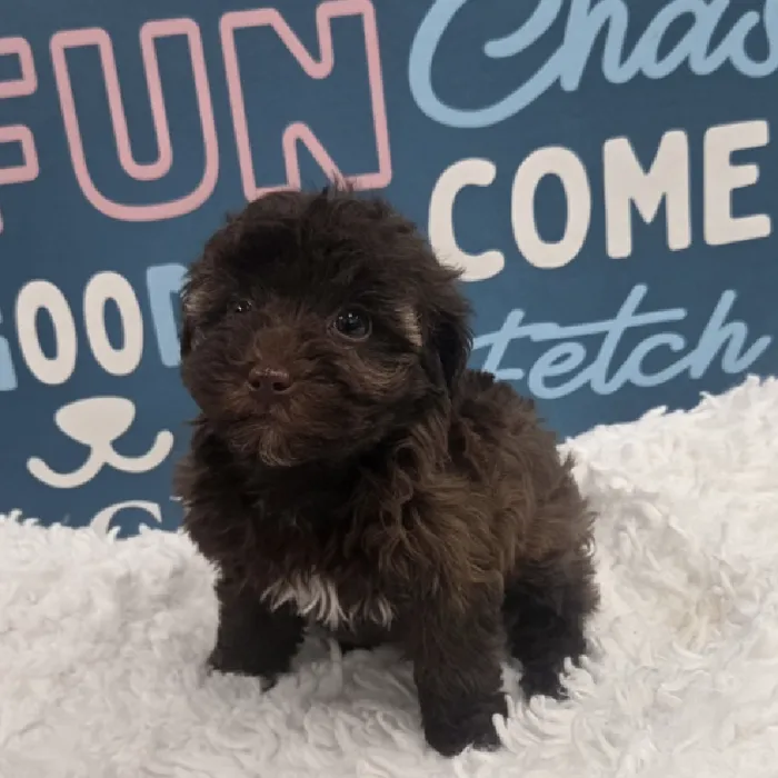 Female Poodle Puppy for Sale in Duluth, GA
