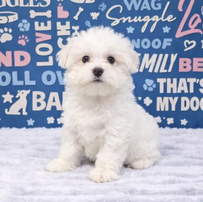 Male Maltese puppy named Toby for sale at Waggles Puppy Boutique - Duluth.