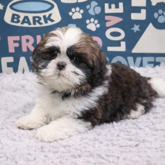 Male Shih Tzu Puppy for Sale in Duluth, GA