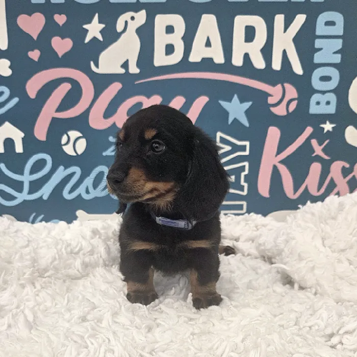 Male Dachshund Puppy for Sale in Duluth, GA