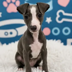 Female Italian Greyhound puppy named Bambi for sale at Waggles Puppy Boutique - Duluth.