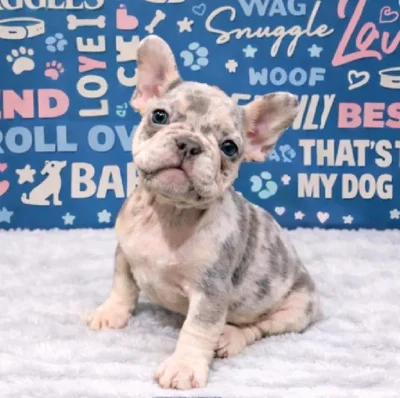 Female French Bulldog Puppy for Sale in Duluth, GA
