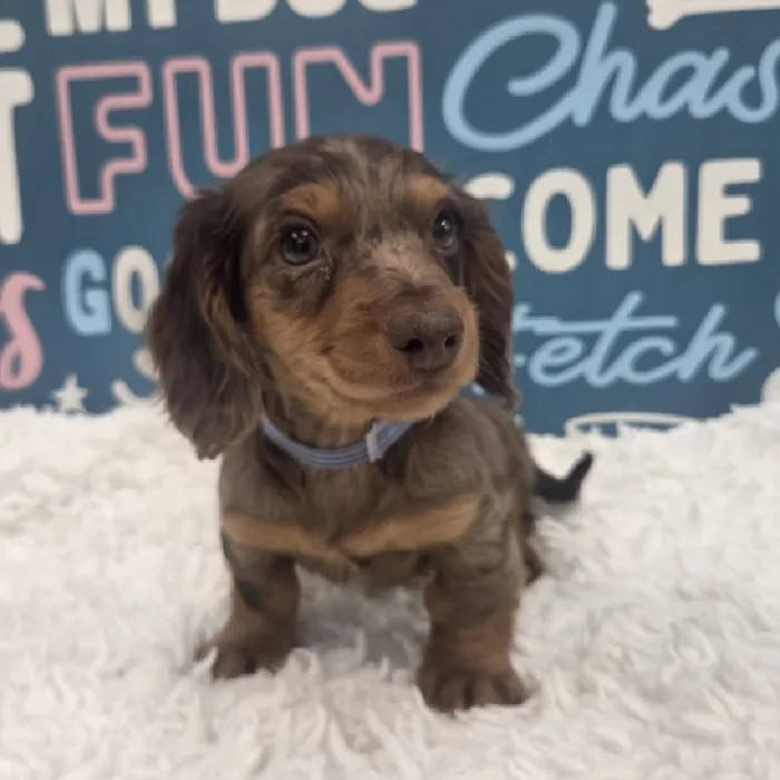 Male Dachshund Puppy for Sale in Duluth, GA