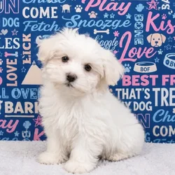 car_main_img