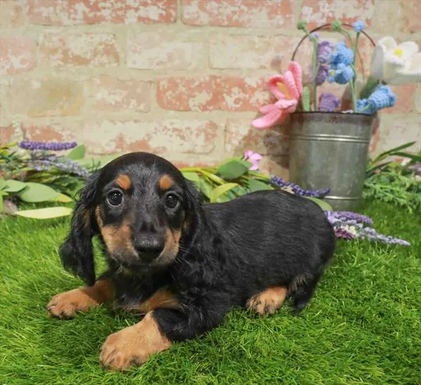 Male Dachshund puppy for sale at Waggles Puppy Boutique - Duluth.