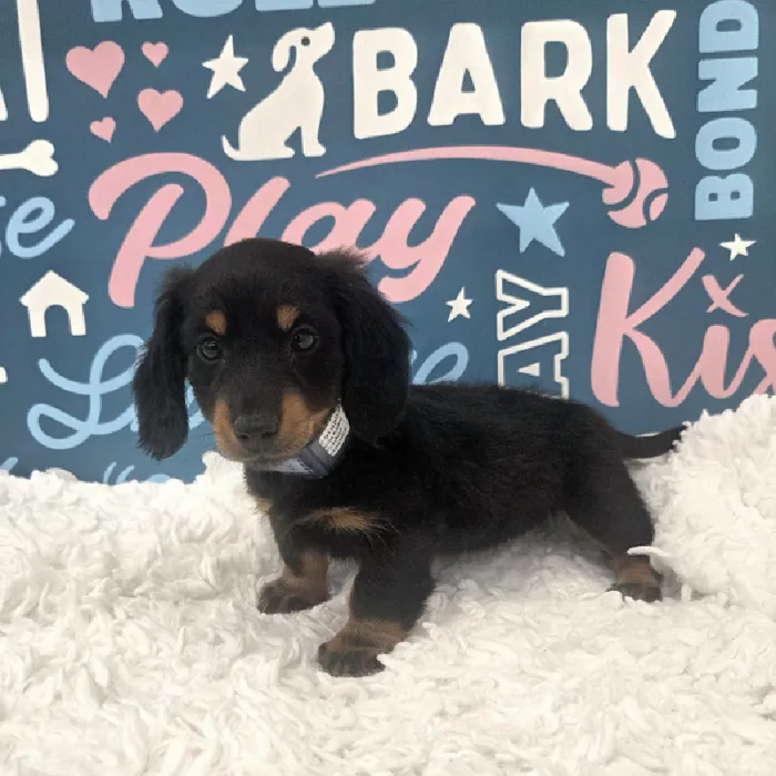 Male Dachshund Puppy for Sale in Duluth, GA