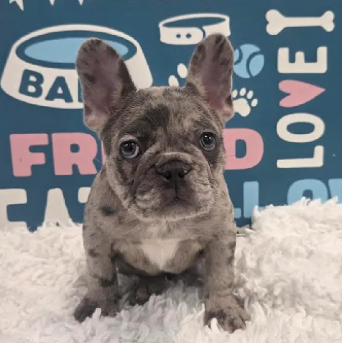 Female French Bulldog Puppy for Sale in Duluth, GA