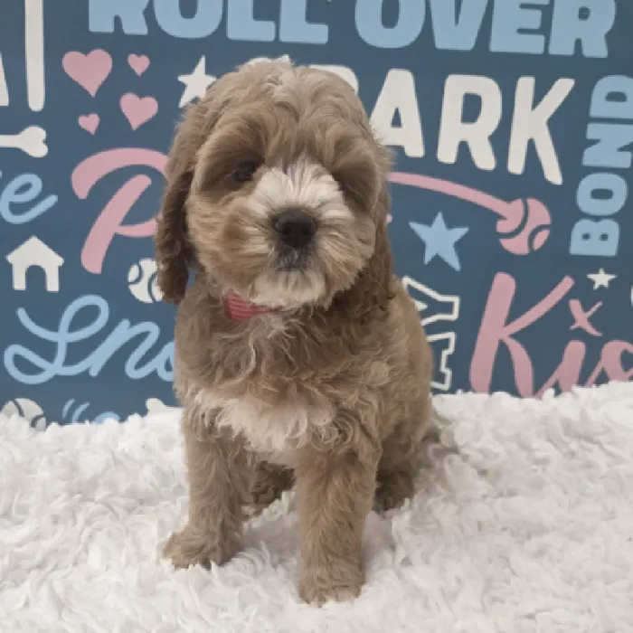 Female Cockapoo Puppy for Sale in Duluth, GA