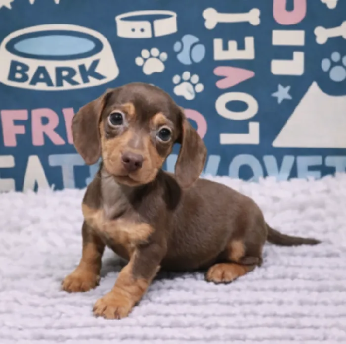 Male Mini Dachshund Puppy for Sale in Duluth, GA
